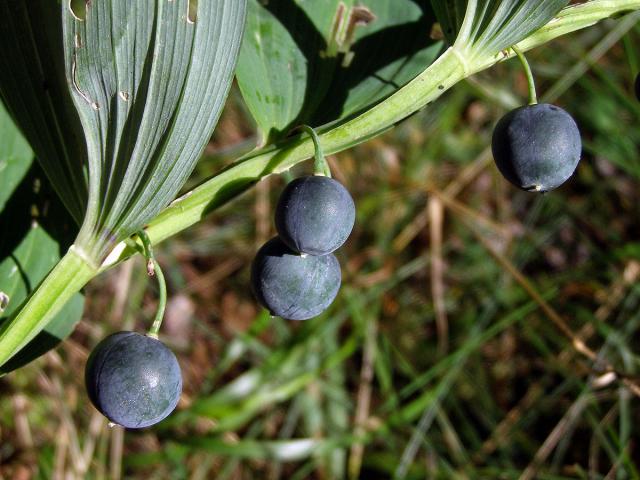 Kokořík mnohokvětý (Polygonatum multiflorum (L.) All.)