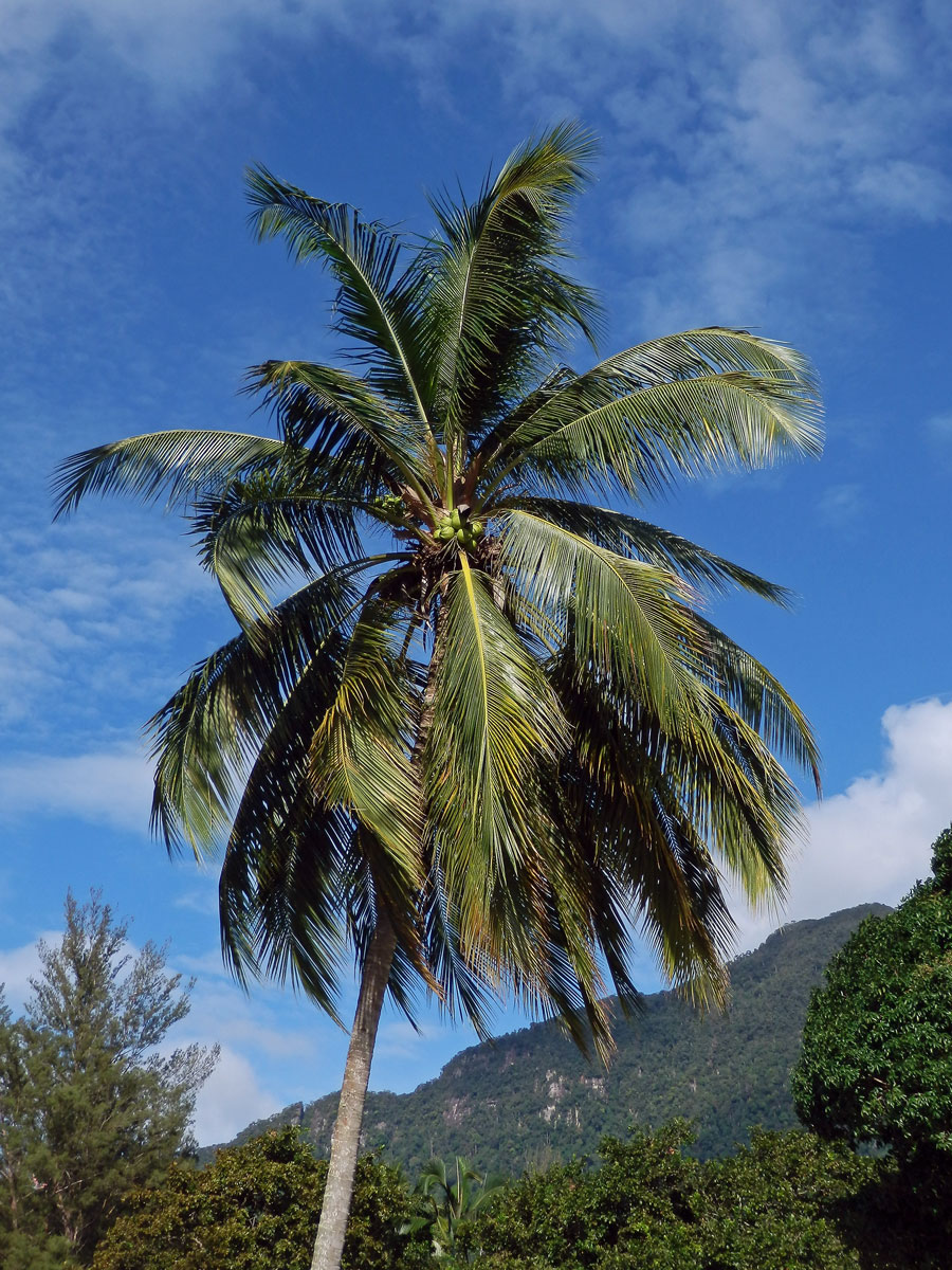 Kokosovník ořechoplodý (Cocos nucifera L.)