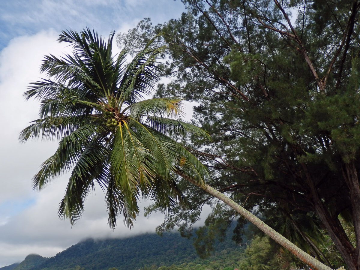 Kokosovník ořechoplodý (Cocos nucifera L.)