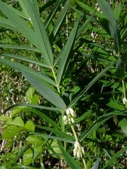 Kokořík přeslenitý (Polygonatum verticillatum (L.) All.)