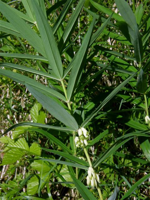 Kokořík přeslenitý (Polygonatum verticillatum (L.) All.)