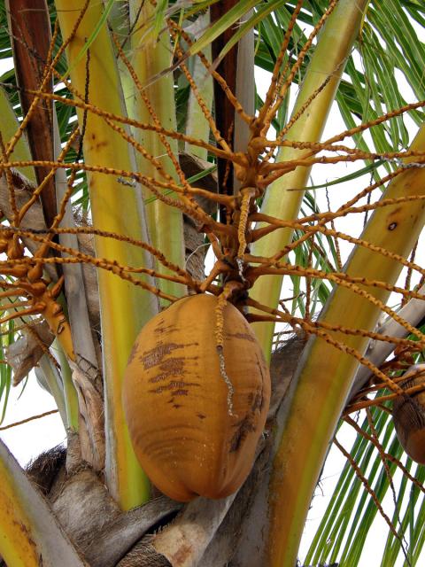 Kokosovník ořechoplodý (Cocos nucifera L.)