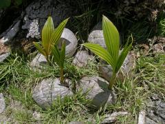 Kokosovník ořechoplodý (Cocos nucifera L.)