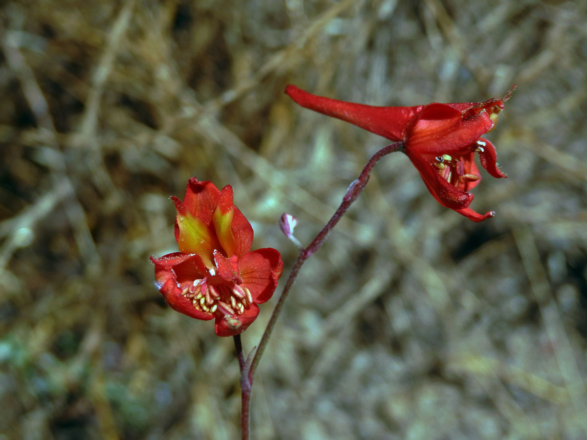 Ostrožka (Delphinium cardinale Hook.)