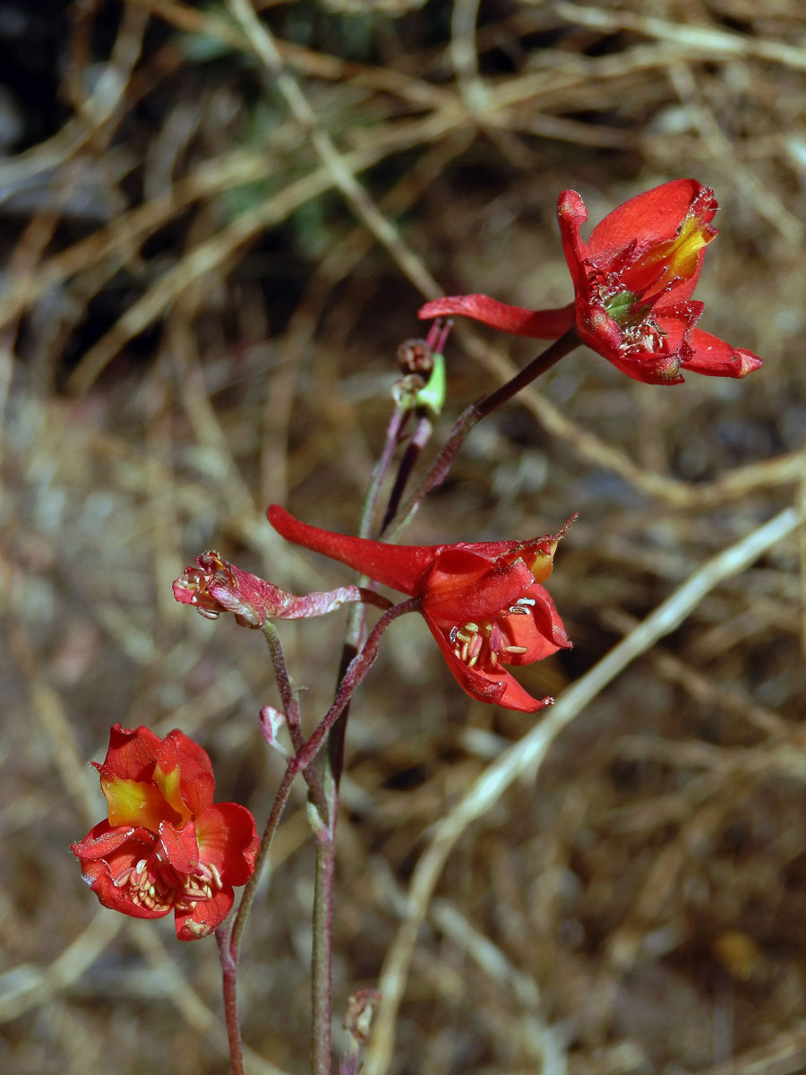 Ostrožka (Delphinium cardinale Hook.)