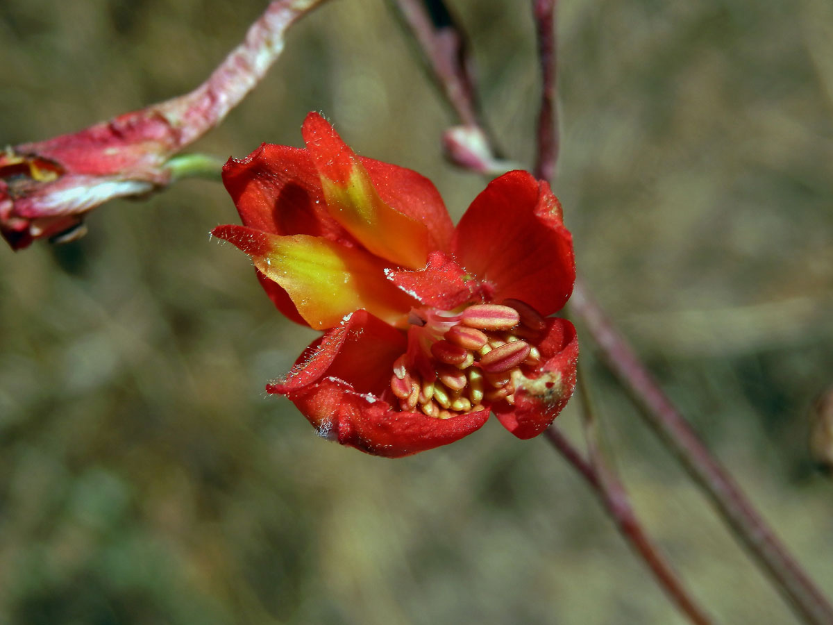 Ostrožka (Delphinium cardinale Hook.)