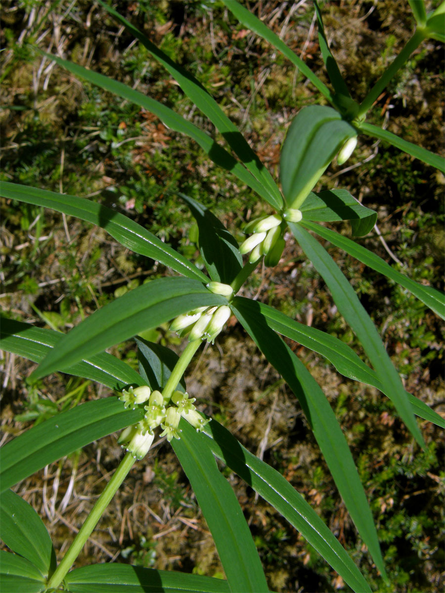 Kokořík přeslenitý (Polygonatum verticillatum (L.) All.)