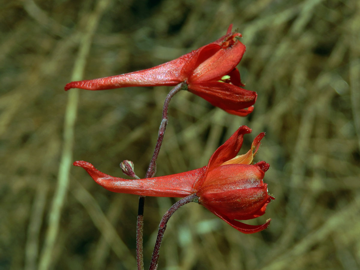 Ostrožka (Delphinium cardinale Hook.)