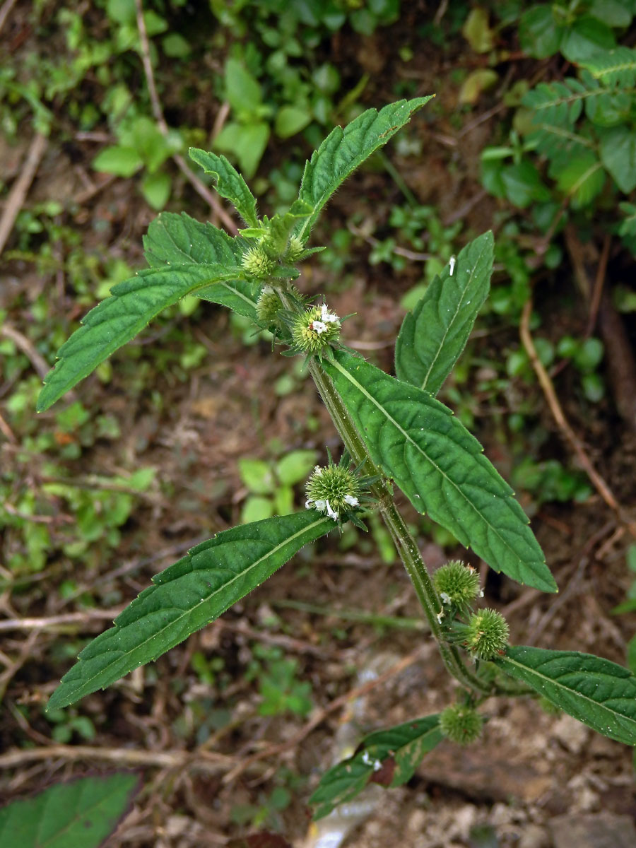 Hyptis alata Shinners