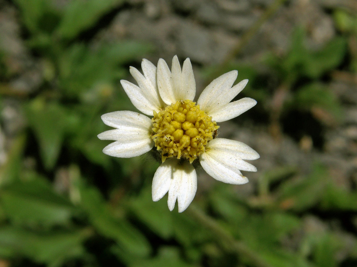 Tridax procumbens L., úbor s šesti jazykovitými květy