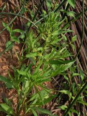 Šťovík přímořský (Rumex maritimus L.)