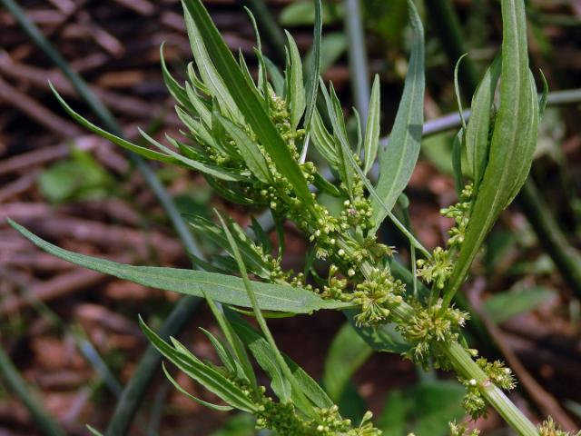 Šťovík přímořský (Rumex maritimus L.)