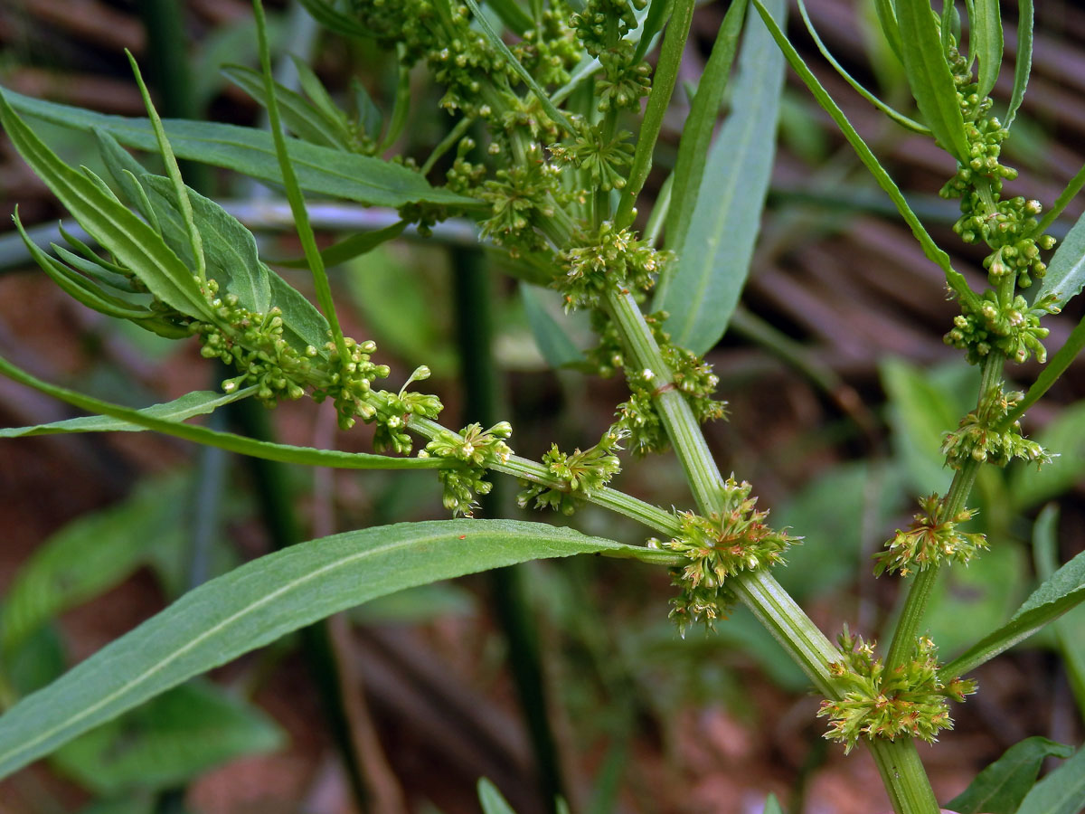 Šťovík přímořský (Rumex maritimus L.)