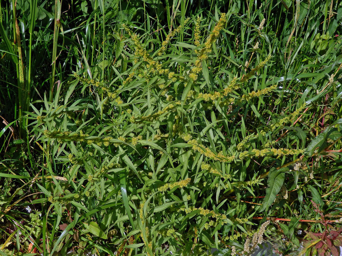 Šťovík přímořský (Rumex maritimus L.)