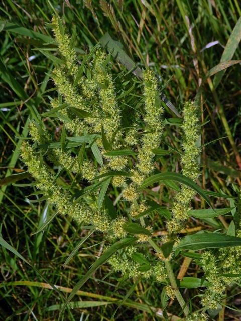 Šťovík přímořský (Rumex maritimus L.)