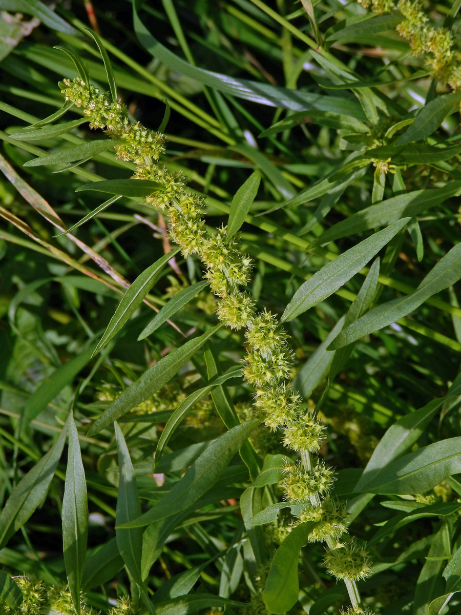 Šťovík přímořský (Rumex maritimus L.)