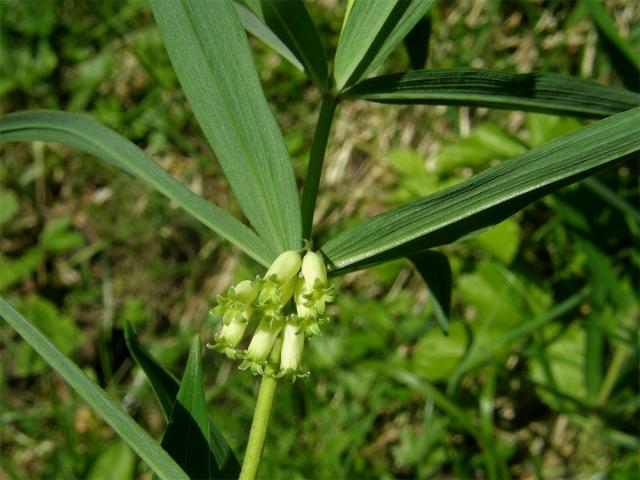 Kokořík přeslenitý (Polygonatum verticillatum (L.) All.)