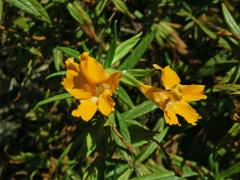 Kejklířka (Mimulus aurantiacus Curtis)   