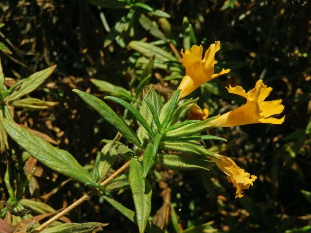 Kejklířka (Mimulus aurantiacus Curtis)