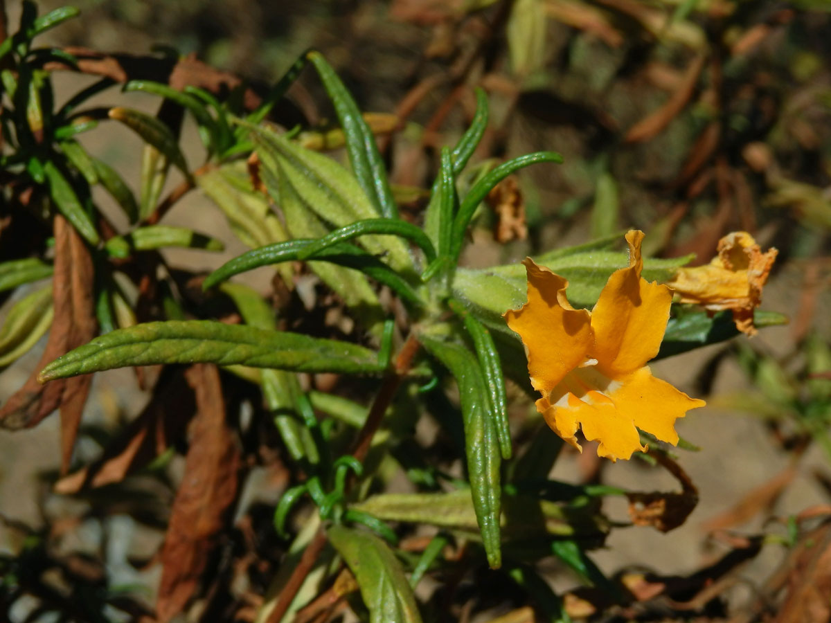 Kejklířka (Mimulus aurantiacus Curtis)