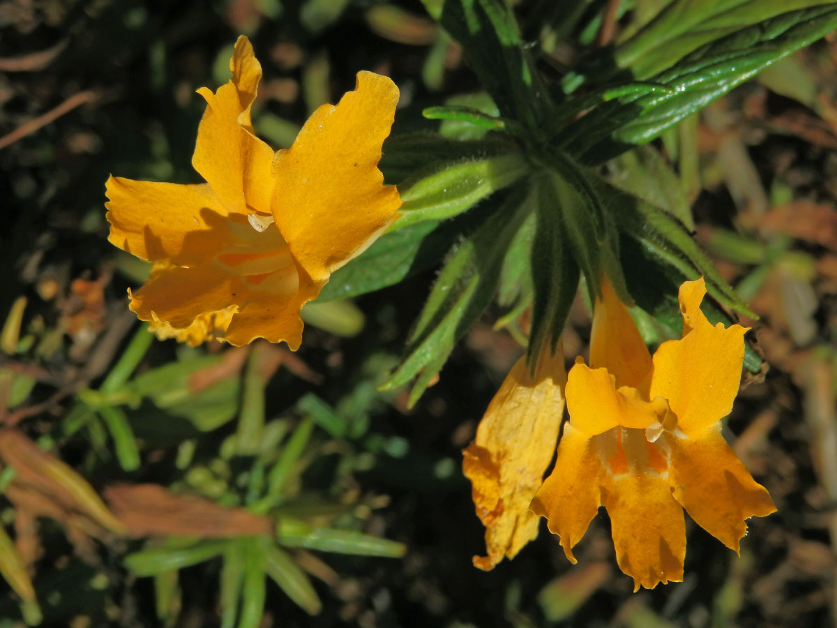 Kejklířka (Mimulus aurantiacus Curtis)