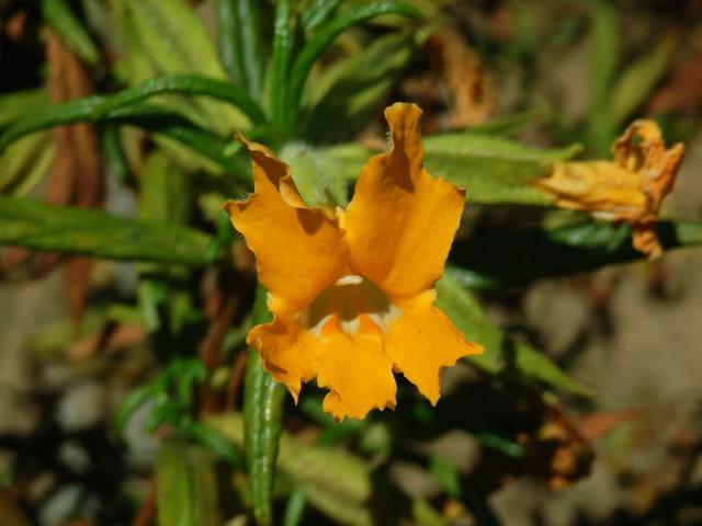 Kejklířka (Mimulus aurantiacus Curtis)