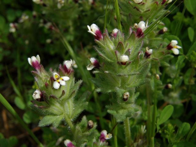 Světličník (Parentucellia latifolia (L.) Caruel)