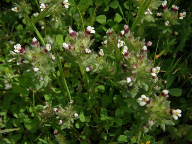 Světličník (Parentucellia latifolia (L.) Caruel)