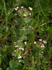 Světličník (Parentucellia latifolia (L.) Caruel)