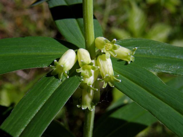 Kokořík přeslenitý (Polygonatum verticillatum (L.) All.)