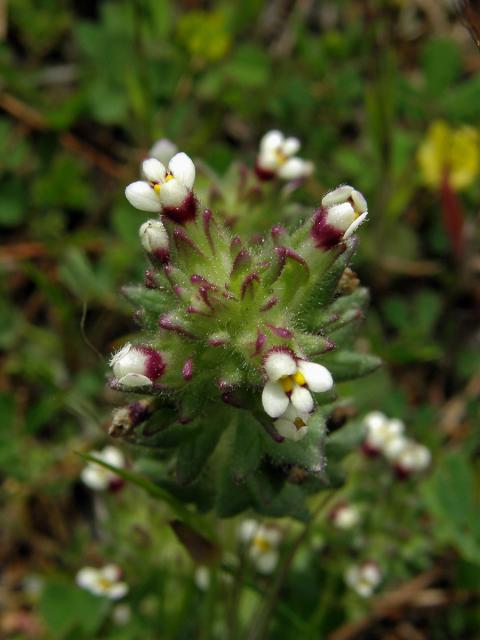 Světličník (Parentucellia latifolia (L.) Caruel)