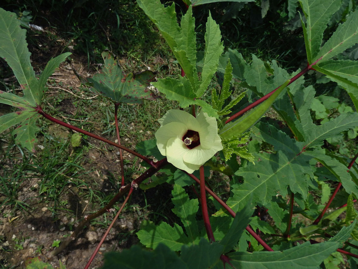 Proskurník jedlý (Abelmoschus esculentus (L.) Moench)