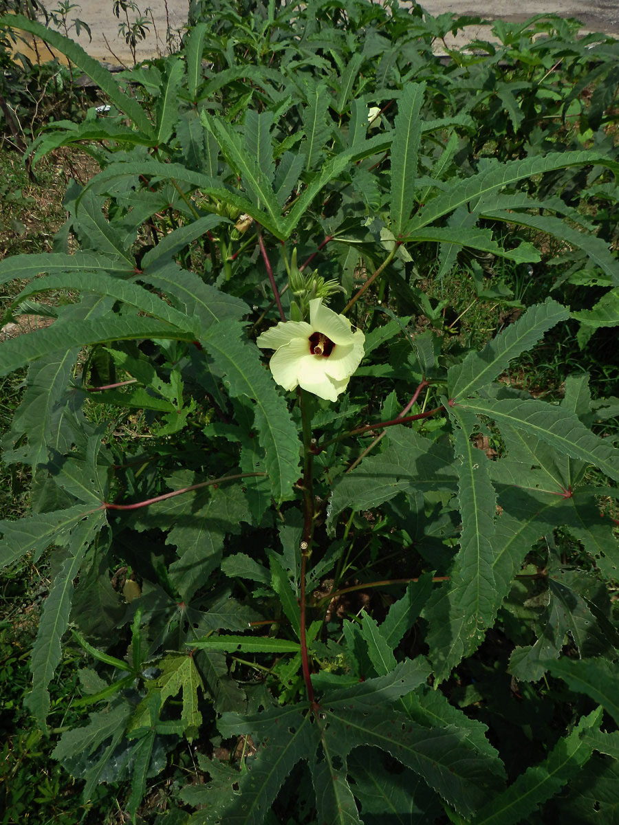 Proskurník jedlý (Abelmoschus esculentus (L.) Moench)