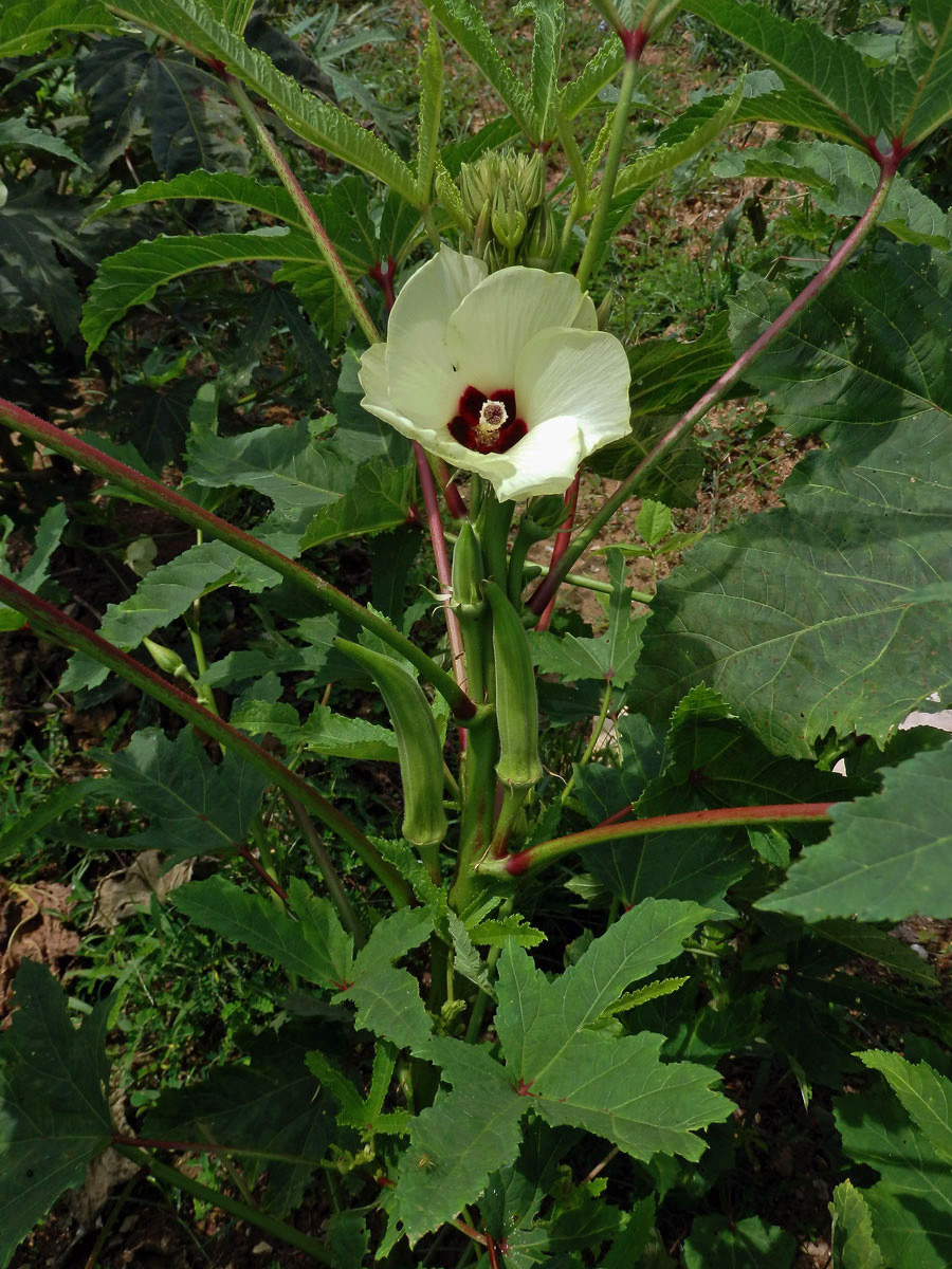 Proskurník jedlý (Abelmoschus esculentus (L.) Moench)