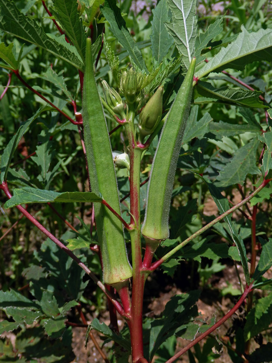 Proskurník jedlý (Abelmoschus esculentus (L.) Moench)