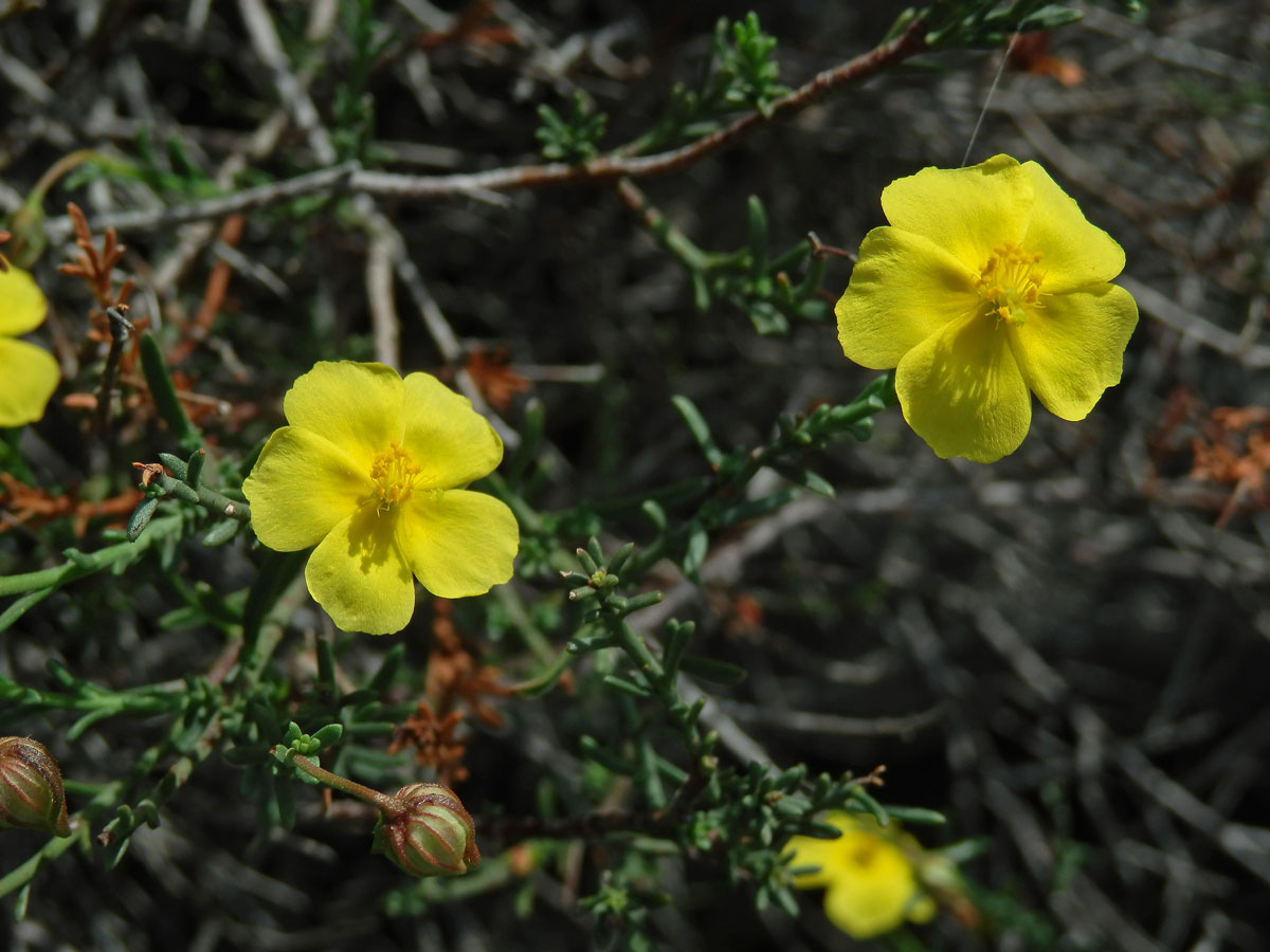 Devaterka poléhavá (Fumana procumbens (Dunal) Gren. et Godr.)