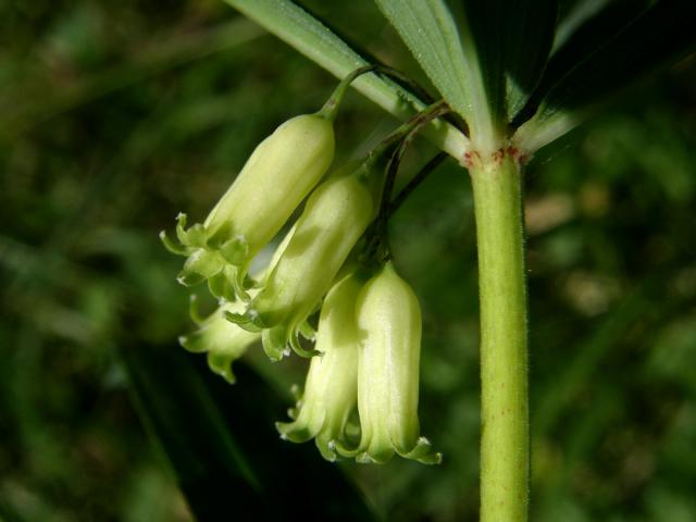 Kokořík přeslenitý (Polygonatum verticillatum (L.) All.)