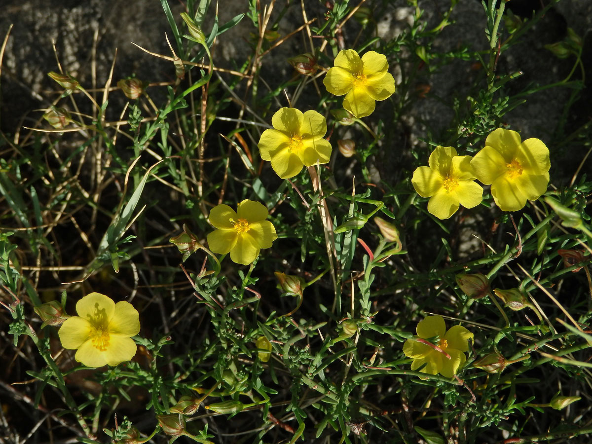 Devaterka poléhavá (Fumana procumbens (Dunal) Gren. et Godr.)