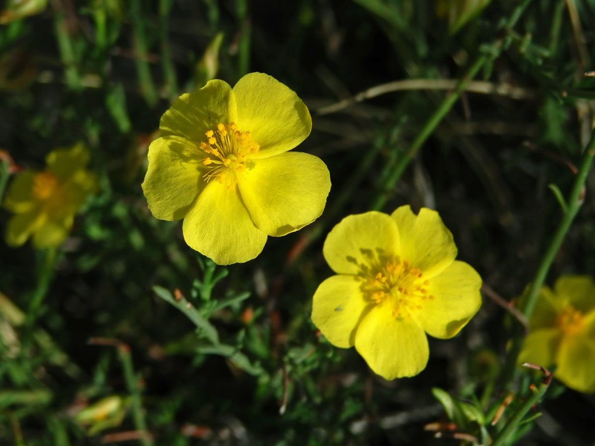 Devaterka poléhavá (Fumana procumbens (Dunal) Gren. et Godr.)