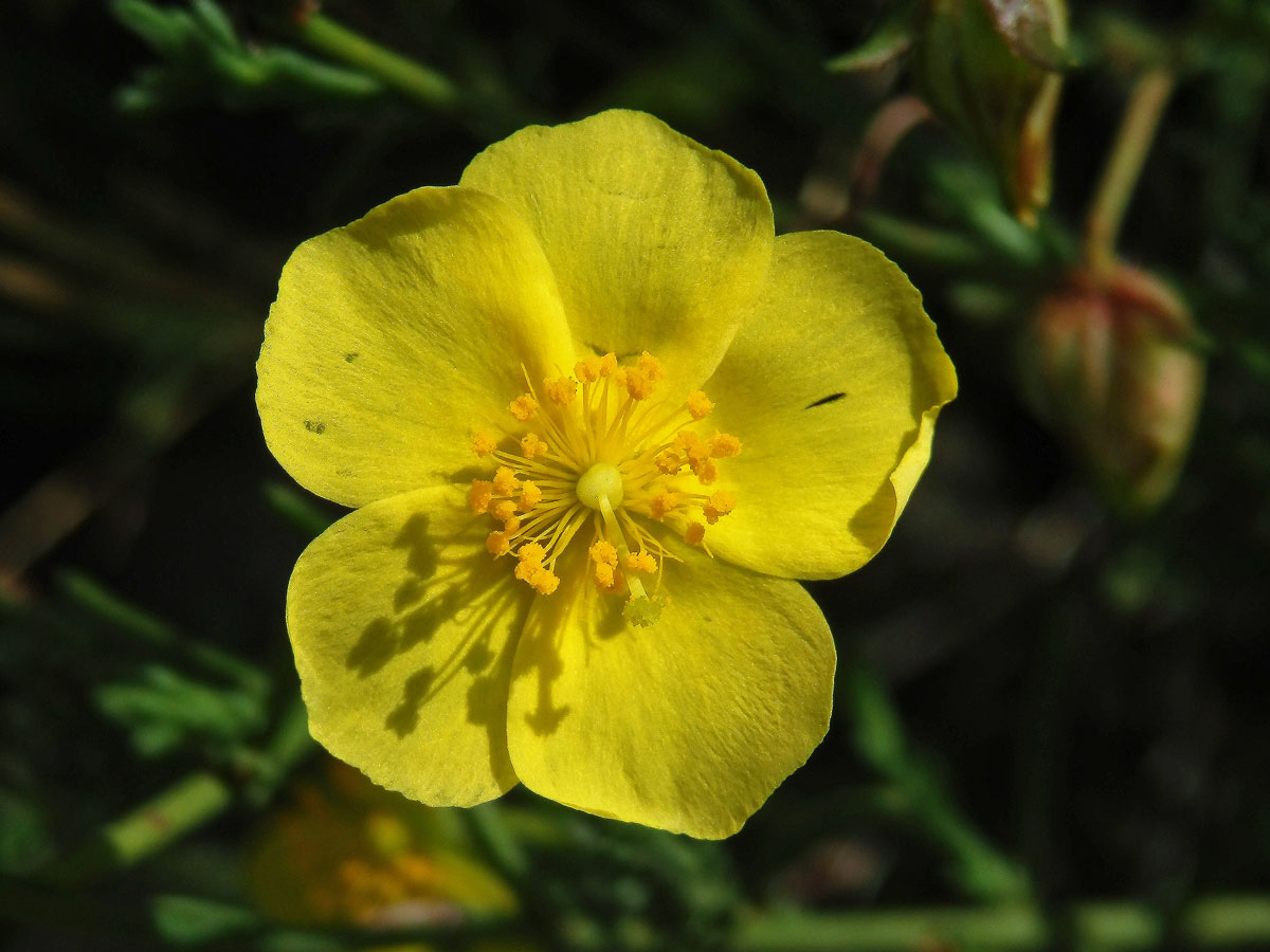 Devaterka poléhavá (Fumana procumbens (Dunal) Gren. et Godr.)