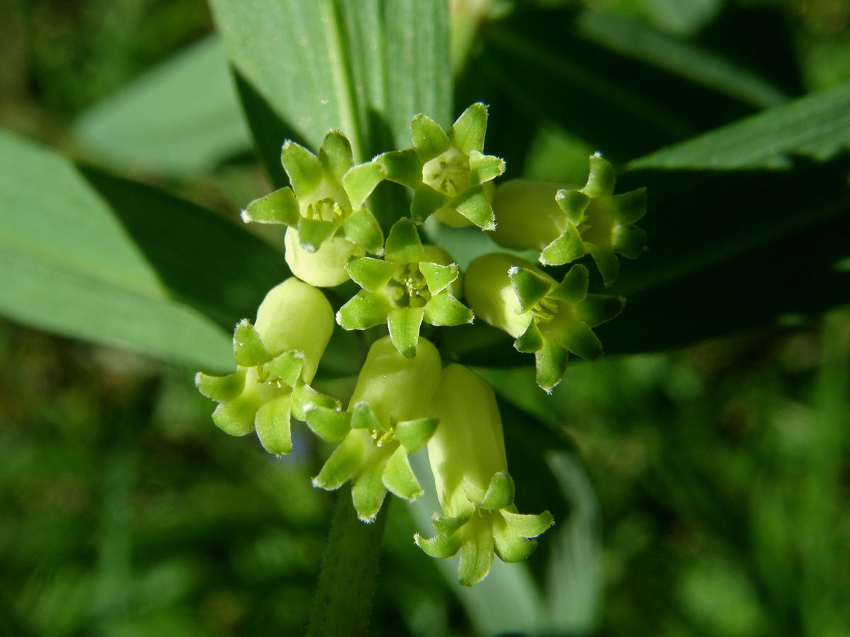 Kokořík přeslenitý (Polygonatum verticillatum (L.) All.)