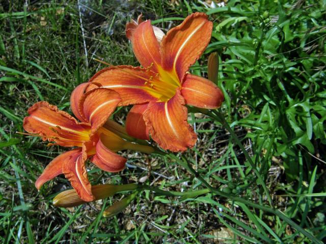 Denivka plavá (Hemerocallis fulva (L.) L.)