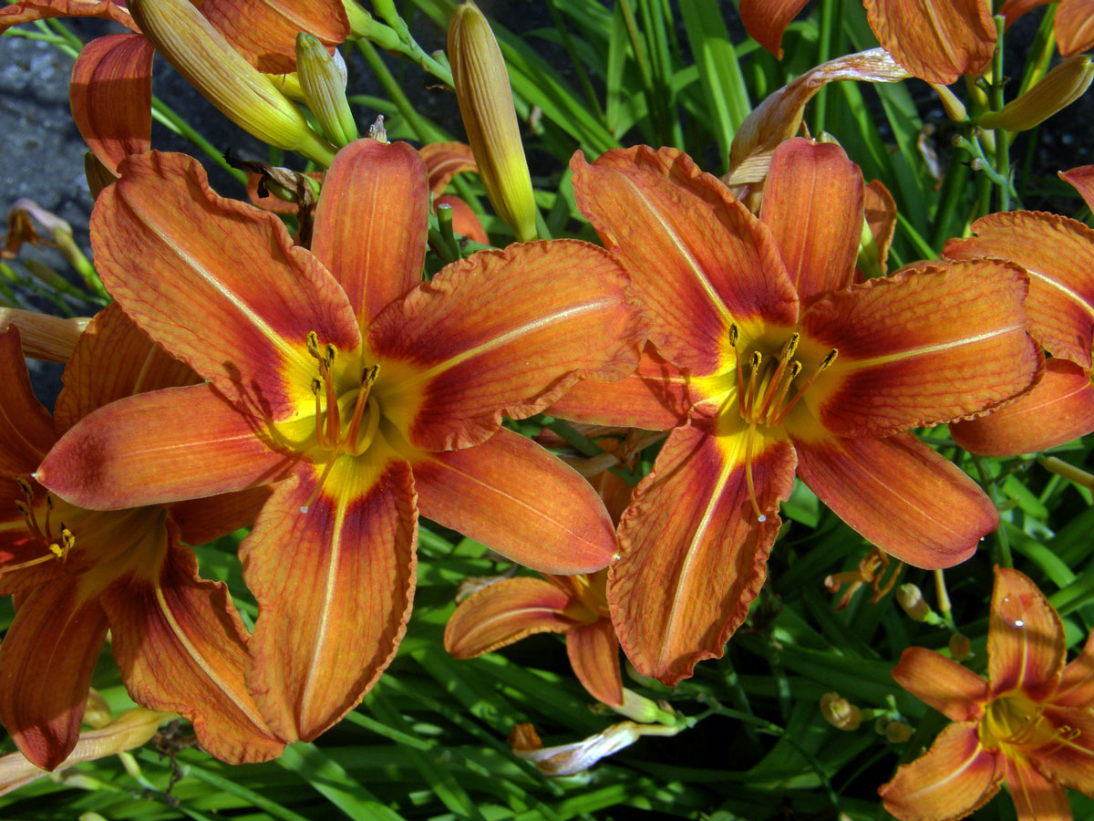 Denivka plavá (Hemerocallis fulva (L.) L.)