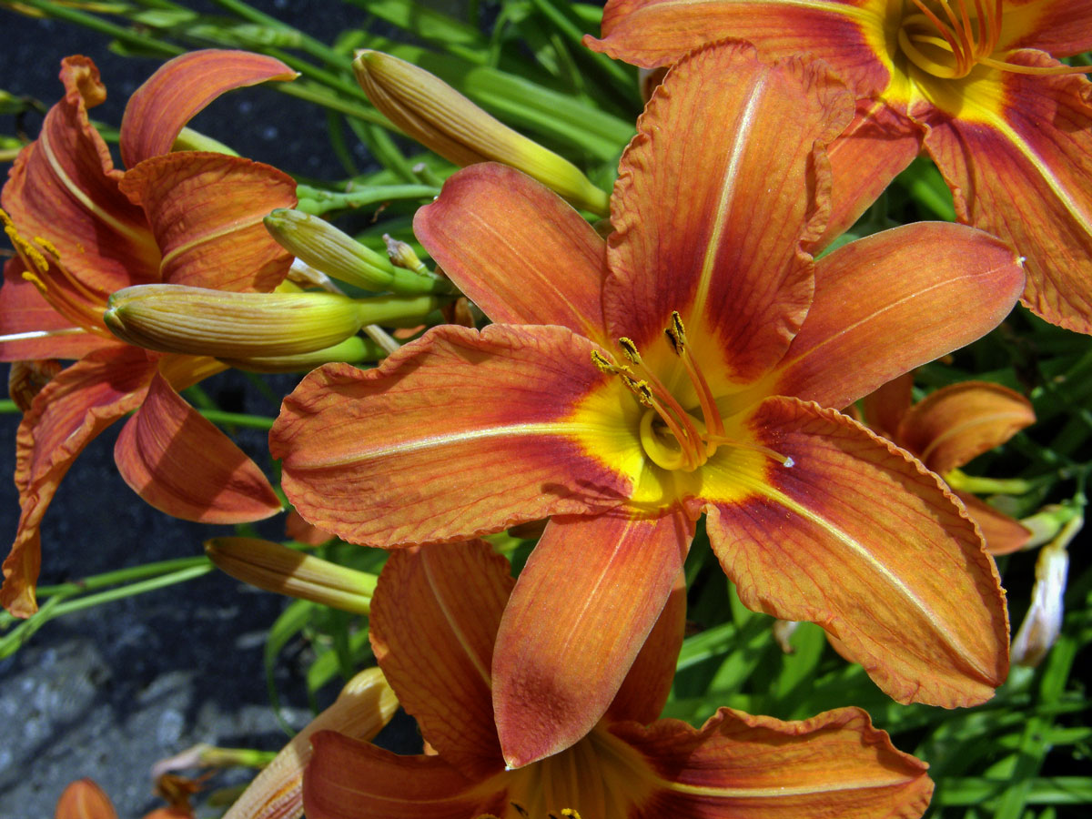 Denivka plavá (Hemerocallis fulva (L.) L.)