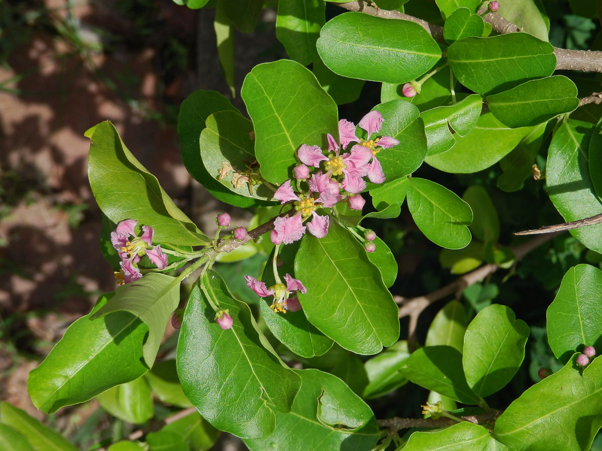 Malpighia glabra L.