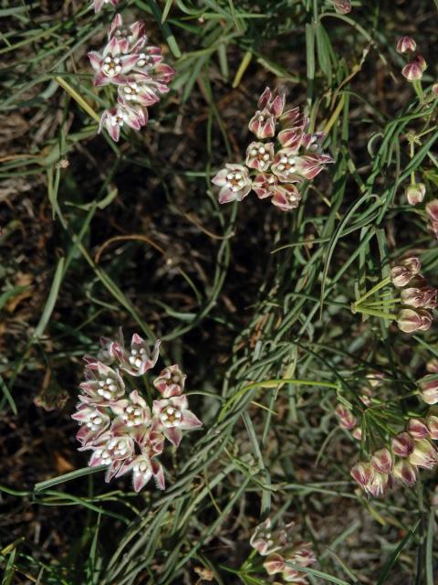 Funastrum cynanchoides (Dcne.) Schlechter