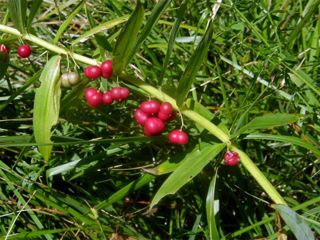 Kokořík přeslenitý (Polygonatum verticillatum (L.) All.)