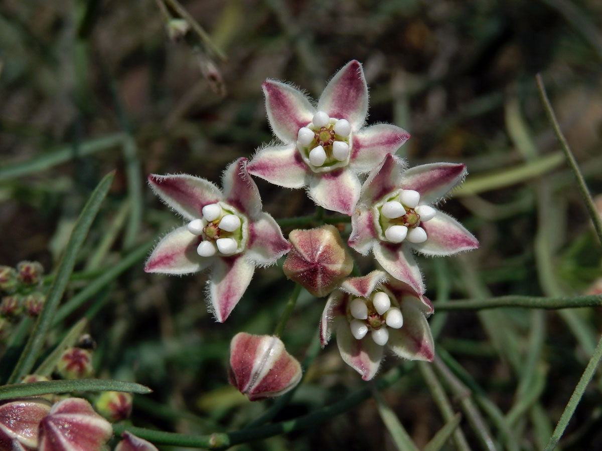 Funastrum cynanchoides (Dcne.) Schlechter