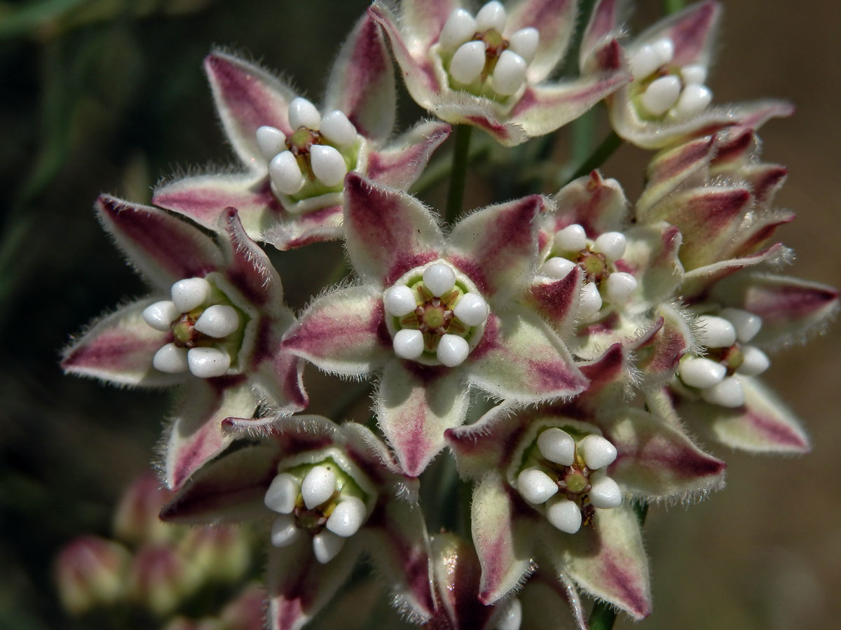 Funastrum cynanchoides (Dcne.) Schlechter