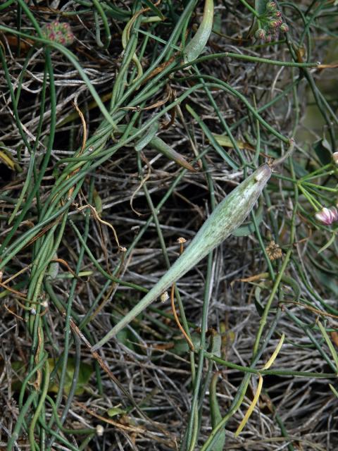 Funastrum cynanchoides (Dcne.) Schlechter